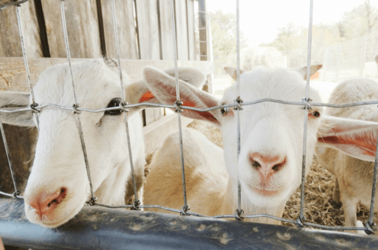 Two goats sticking their noses out of a fence at a petting zoo